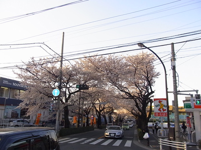 むらさき橋から見た桜並木
